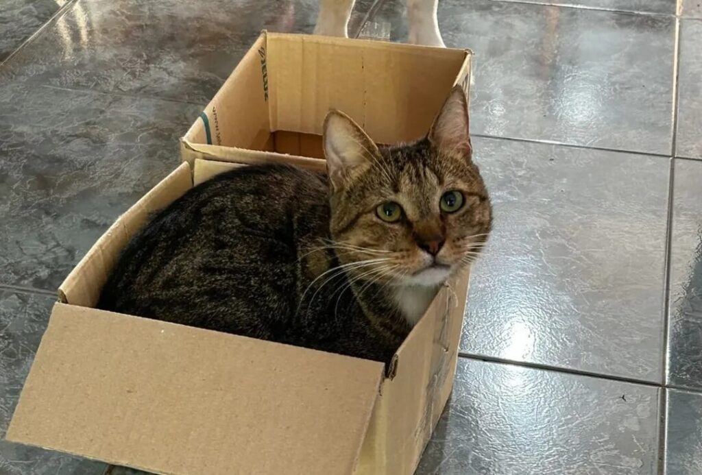Fabri gato - 2