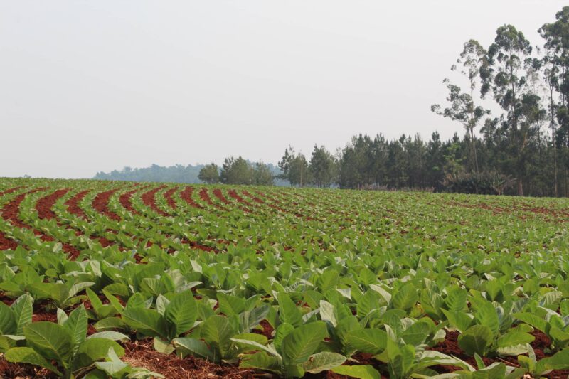 Cosecha récord de tabaco en Misiones: la mejor campaña de los últimos 16 años 5 El volumen de tabaco acopiado en la campaña 2024/2025 también permitirá a Misiones mejorar su participación en el Fondo Especial del Tabaco (FET), un instrumento clave para la financiación del sector.