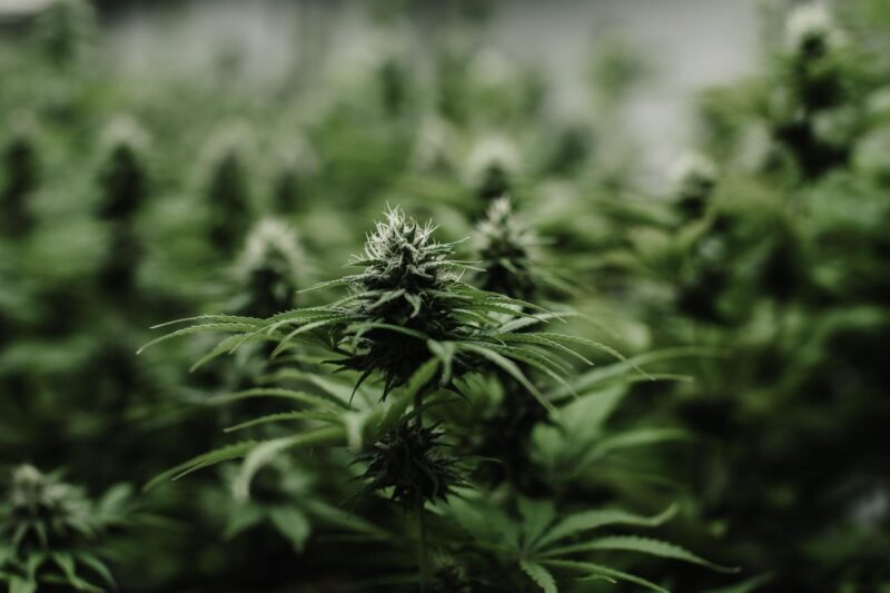 cannabis medicional