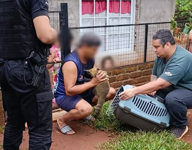 coati dos e1743679595927 - 6