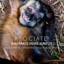 Rescataron a un coatí que estaba atado en una casa en Guaraní 8 images 9 1 - 7