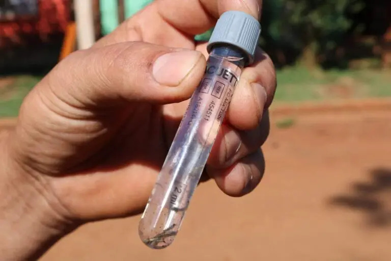 Dengue en Posadas: el 70% de los criaderos de Aedes está en baldes, tachos, floreros y portamacetas 7 liraa - 6