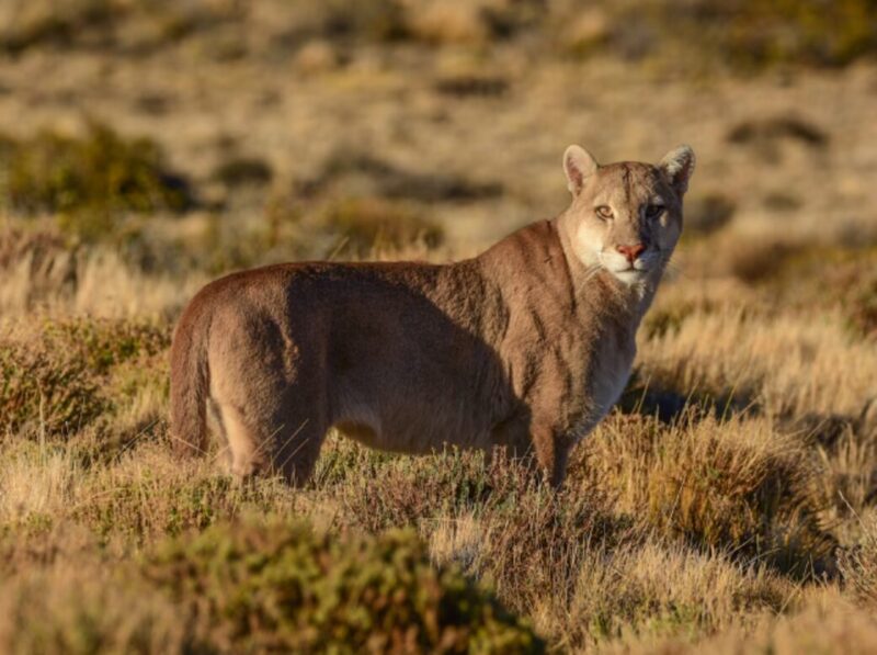 puma 1 - 4