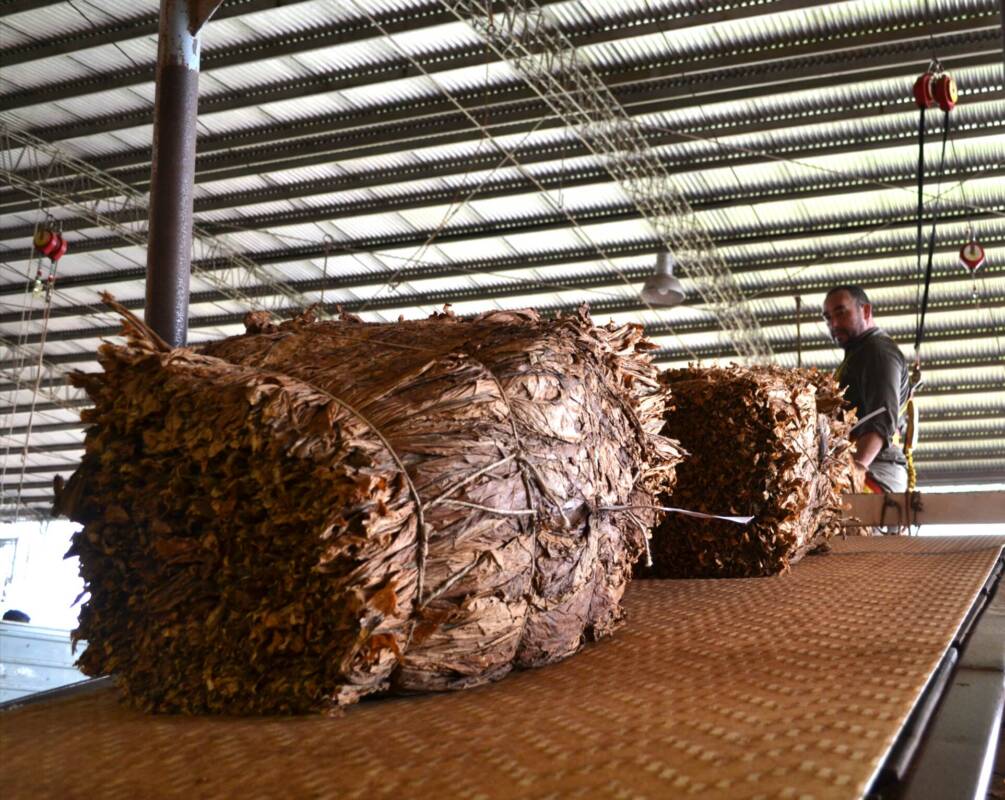 Bloqueo a la CTM: productores tabacaleros advierten que la mayoría necesita entregar su cosecha 4 La CTM, principal acopiadora de tabaco en Misiones, permanece en el centro del conflicto productivo.