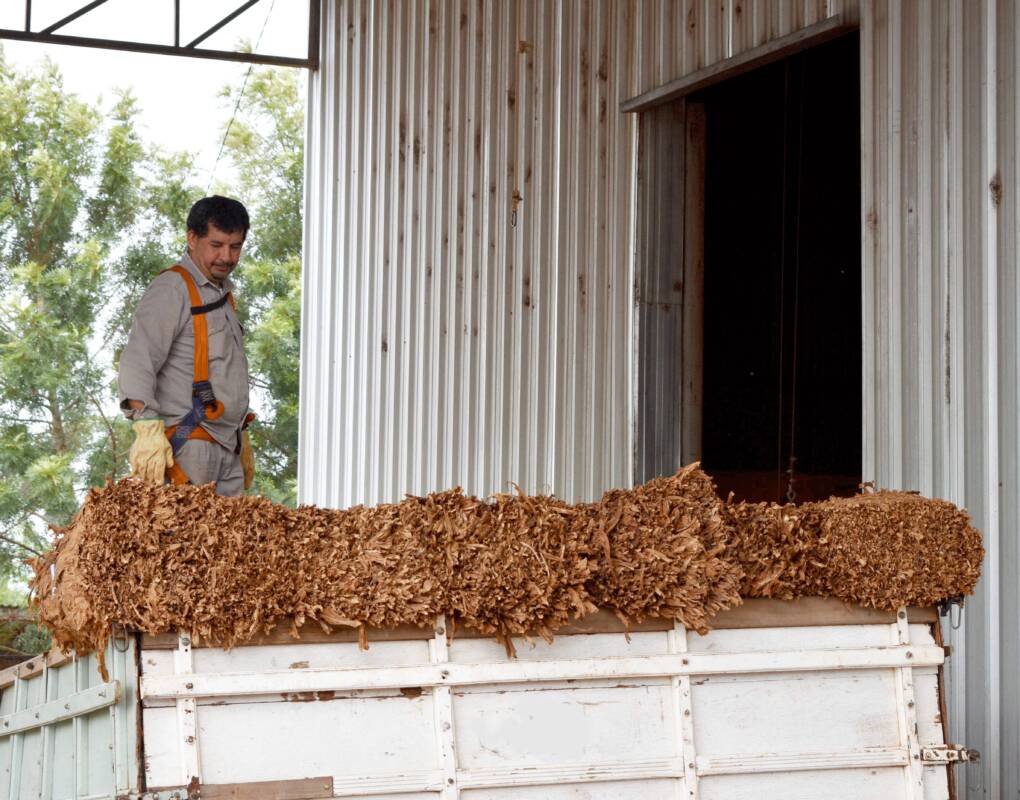 Cosecha récord de tabaco en Misiones: la mejor campaña de los últimos 16 años 3 Misiones lidera la cosecha de tabaco 2024/2025 con 39 millones de kilos, la mejor campaña en 16 años. Más productores y mayor acceso al FET.