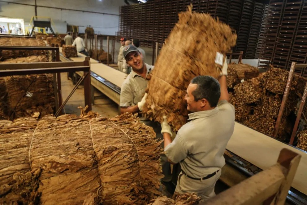 Zafra récord: “el 90 % del tabaco misionero es exportable” Tabaco