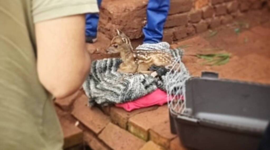Rescataron a “Bambi”: se encontraba en cautiverio en una chacra de Guaraní 1 La cría fue llevada al Centro de Rescate de Fauna Silvestre OHANA