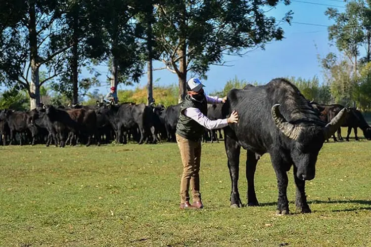 En Misiones ya se crían 30.000 cabezas de búfalo: “es noble, fácil de criar", aseguran desde la SRM 2 “Es mucho más fácil criar el búfalo. Es un animal noble, que no tiene problemas con la parasitosis que tenemos en la provincia”, dijo Pamberger