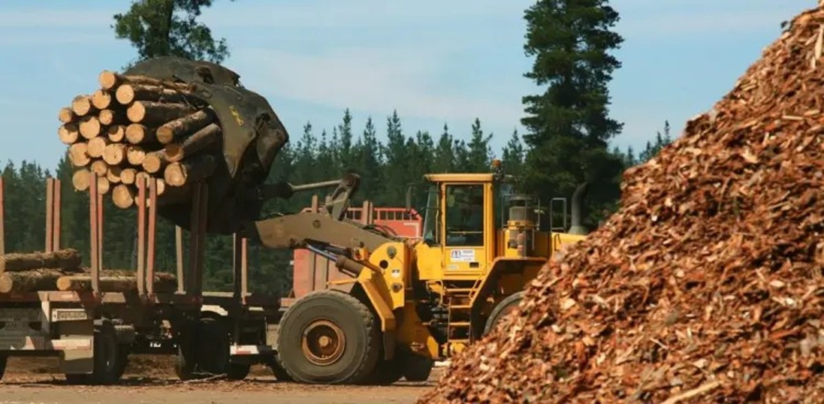 misiones produccion forestal 1 - 4