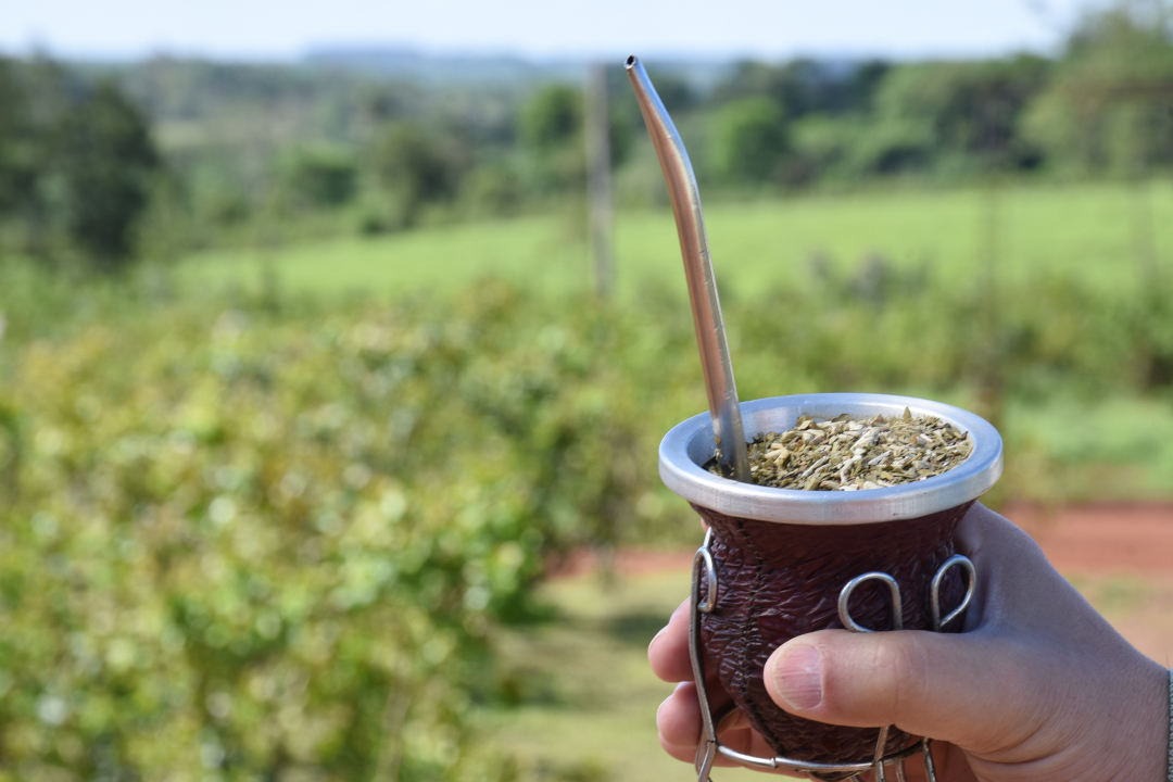 yerba mate - 2
