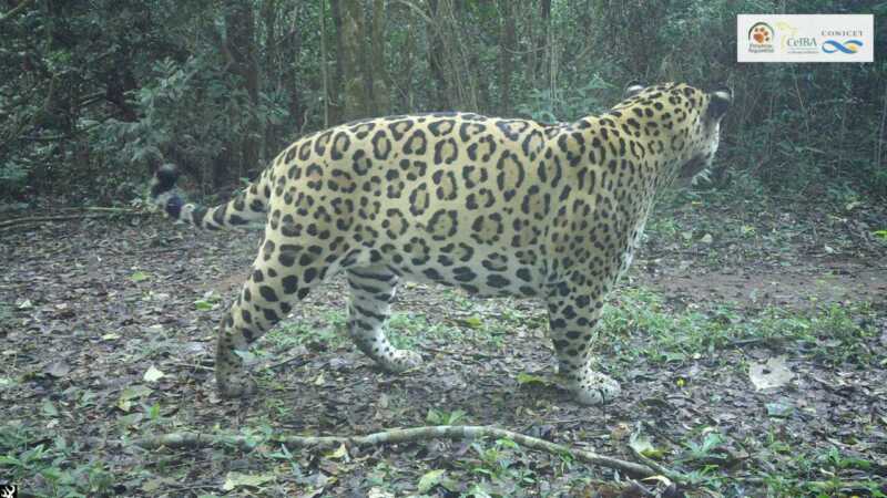 Araucano, uno de los yaguareté que es parte del seguimiento de Proyecto Yaguareté (CEIBA-CONICET)