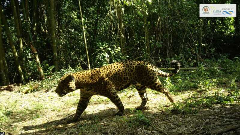 Hendu, otro de los yaguareté que es parte del seguimiento de Proyecto Yaguareté (CEIBA-CONICET)