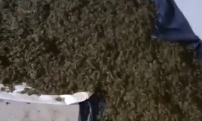 Montecarlo: destruyen casi 2.400 kilos de marihuana 5 PTO ESPERANZA COGOLLO DE MARIHUANA 400x240 1 - 4