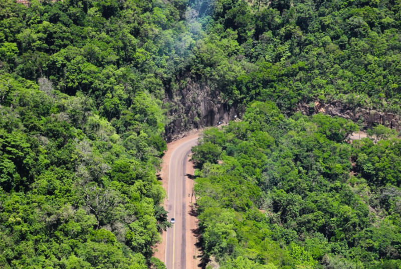 Presupuesto 2026: “Solo el 0,03% está asignado a temas ambientales” 2 bosque nativo de Misiones