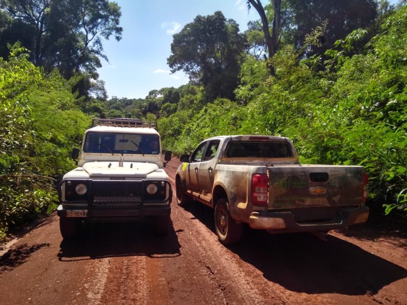 Alem: Aparición de un felino silvestre en un camping generó alarma entre los acampantes 3 division medio ambiente - 2