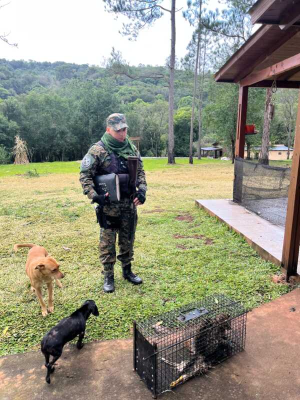 Alem: Aparición de un felino silvestre en un camping generó alarma entre los acampantes 5 felino silvestre - 4