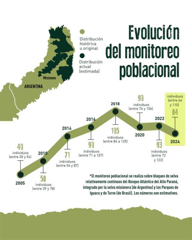 El nuevo relevamiento ratifica que el yaguareté sigue vivo en la selva misionera, pero que su presencia es frágil. La leve baja poblacional debe ser leída como una advertencia. 