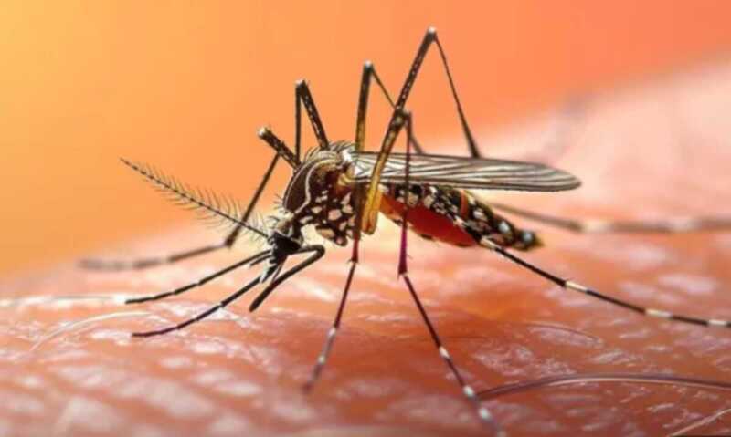 González: “La vacunación es por lejos la mejor herramienta que tenemos contra el sarampión” 4 mosquitos