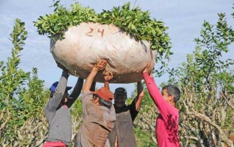 yerba mate y mercado desregulado