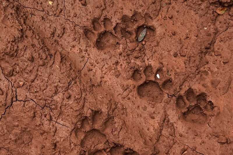 Sergio Moya captó un momento único: un yaguareté nadando en la selva misionera 3 En la provincia de Misiones, el yaguareté (Panthera onca) es una especie en peligro crítico de extinción. Se estima que quedan entre 15 y 20 ejemplares silvestres, por lo que cada avistamiento no solo es valioso desde lo fotográfico, sino también desde la ciencia y la gestión ambiental.