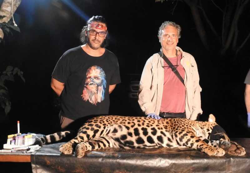 Yaguareté: captura simultánea de dos ejemplares en Puerto Península para conservación y monitoreo 4 La intervención, realizada durante la noche del lunes 17 de junio, fue liderada por el Proyecto Yaguareté (CeIBA-CONICET) con participación activa de Parques Nacionales, el Ejército Argentino, el Projeto Onças do Iguaçu (Brasil), el Instituto Misionero de Biodiversidad (IMiBio) y otras instituciones científicas y gubernamentales.