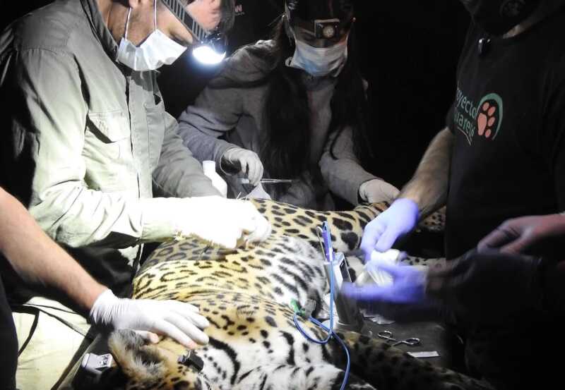Yaguareté: captura simultánea de dos ejemplares en Puerto Península para conservación y monitoreo 8 “El monitoreo satelital no solo permite conocer el comportamiento de estos felinos, sino también advertir amenazas como atropellamientos o encuentros con personas, y actuar preventivamente”, explicaron desde el Proyecto Yaguareté.