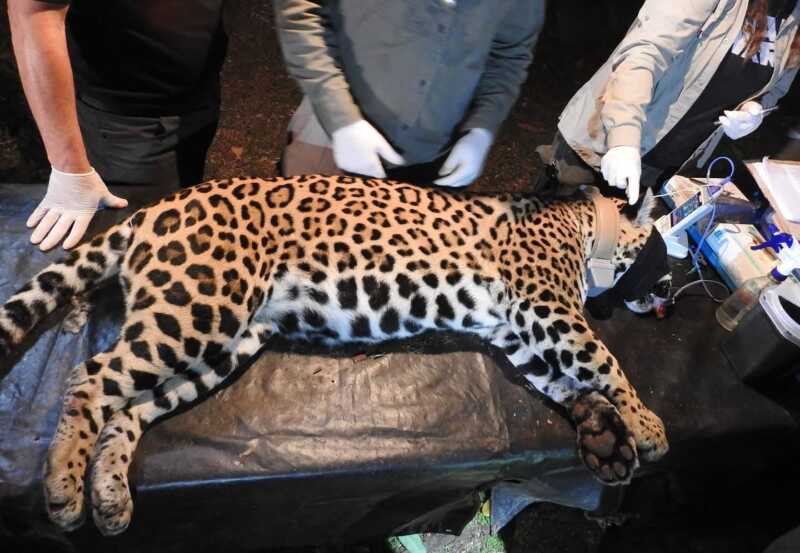 Yaguareté: captura simultánea de dos ejemplares en Puerto Península para conservación y monitoreo 5 Según el equipo veterinario del operativo, Gaucho se encuentra en óptimo estado sanitario, mientras que su madre Pará presenta signos de lesiones antiguas y restos de perdigones
