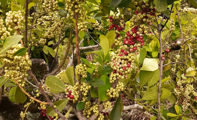 CONINAGRO: «Con este nivel de rentabilidad es imposible sostener la actividad yerbatera» yerba mate