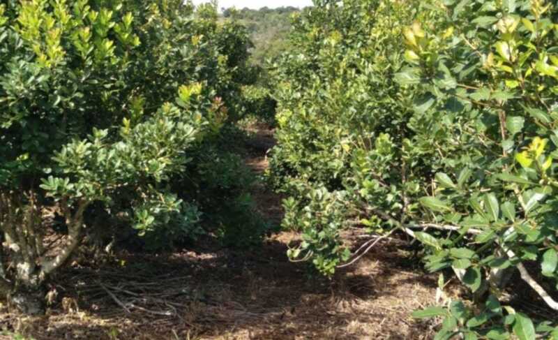 La libertad del mercado, la pérdida del colono: La motosierra llegó al yerbal 3 Mientras la Casa Rosada habla de libertad de mercado, en las chacras misioneras la yerba ya no alcanza para pagar ni el combustible de la cosecha.
