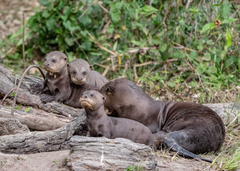 Reintroducción histórica: después de 40 años, las nutrias gigantes volvieron a Esteros del Iberá 3 Desde Rewilding Argentina ya preparan nuevos pasos para ampliar la población de nutrias en libertad. La presencia simultánea de varias familias en la zona podría favorecer su reproducción y dispersión natural, ayudando a restablecer su rol ecológico.