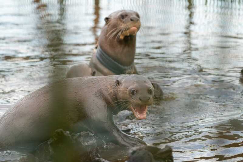 Reintroducción histórica: después de 40 años, las nutrias gigantes volvieron a Esteros del Iberá 5 La nutria gigante (Pteronura brasiliensis) fue declarada extinta en Argentina hace más de 50 años. Sin ejemplares silvestres en el país, la única opción fue acudir a zoológicos europeos, gestionar permisos internacionales y trasladar a los animales hasta Corrientes.