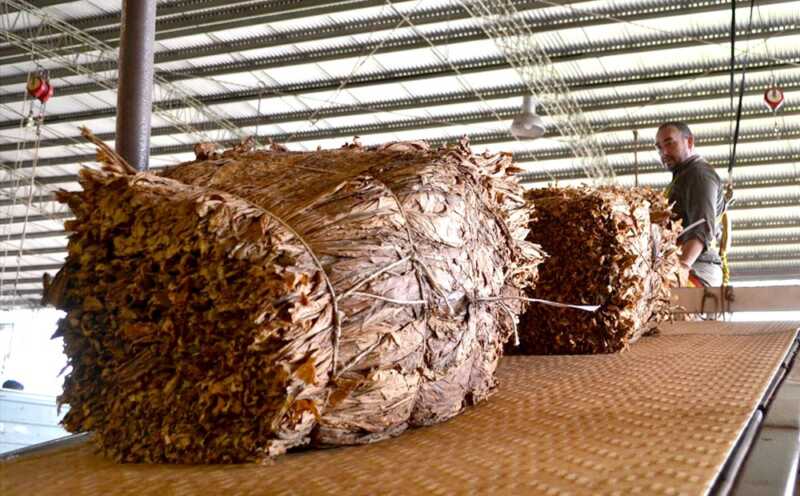 Cosecha récord de tabaco en Misiones: “El productor pudo vender, que es lo importante” 5 WhatsApp Image 2025 07 01 at 12.40.07 1 - 4