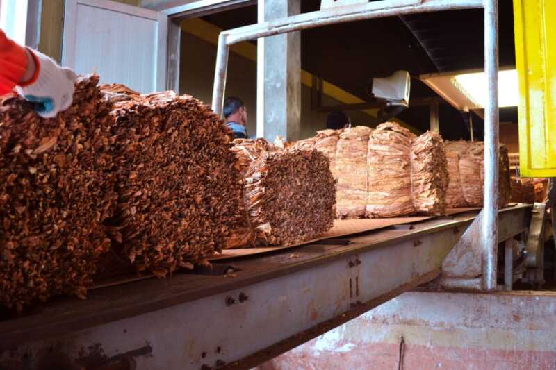 cosecha de tabaco en Misiones