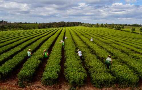 El té argentino obtuvo el sello de Indicación Geográfica 6 cosecha de te - 5