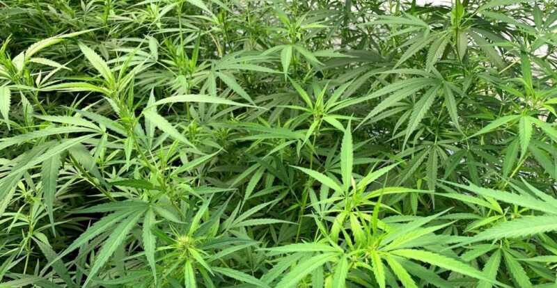 Brasil destruyó uno de los cultivos de marihuana más grande de su historia: 138 mil plantas 4 marihuana brasil 1 - 3