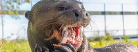 nutria