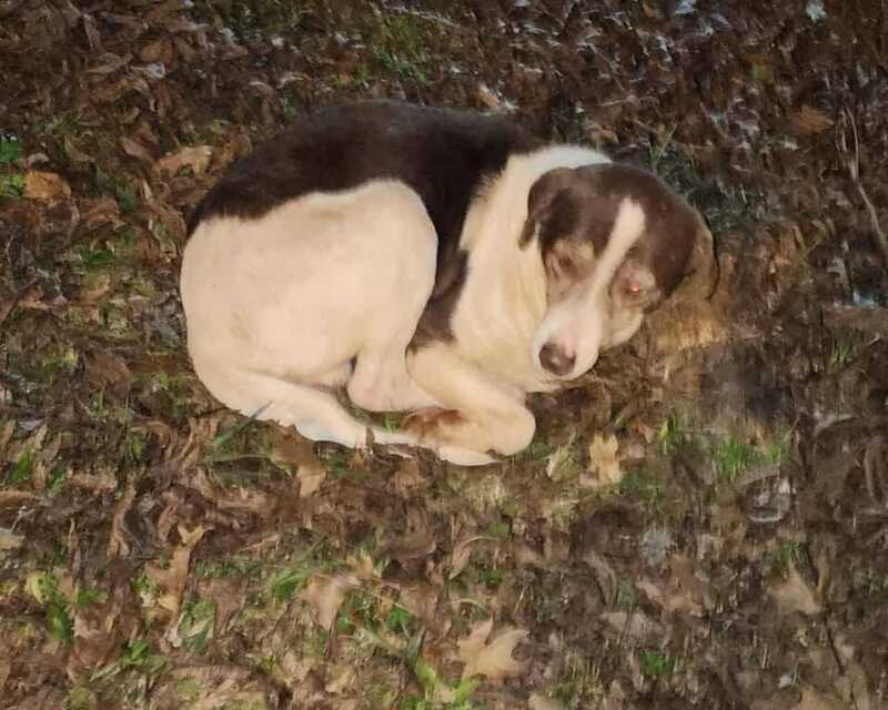 Preocupación en Apóstoles por animales callejeros en plena ola polar 3 Desde Patitas Callejeras remarcan que muchas veces los animales son abandonados porque sus familias no pueden cubrir tratamientos médicos ni alimentación.
