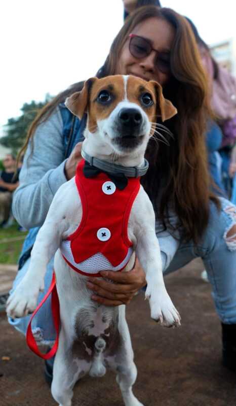 Día Mundial del Perro: un llamado a la conciencia ante el abandono y el maltrato animal 3 perro - 2