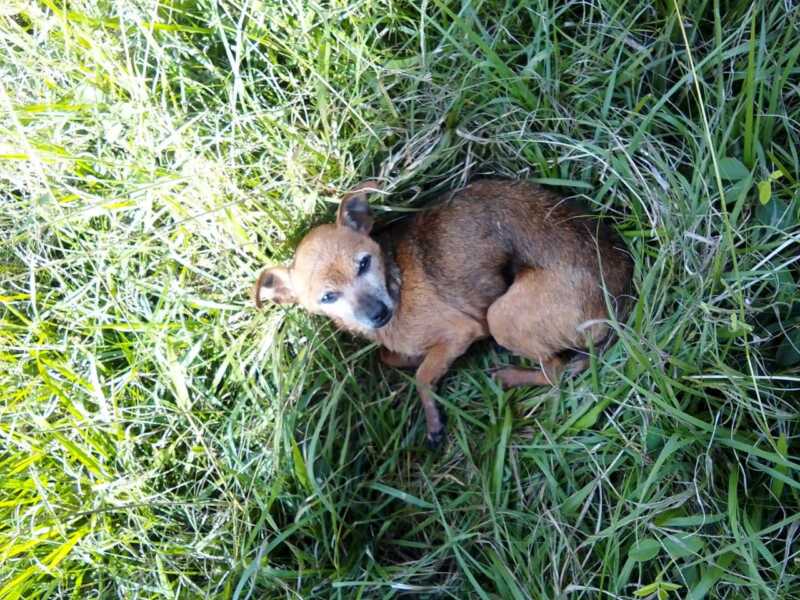 Preocupación en Apóstoles por animales callejeros en plena ola polar 4 Quienes deseen ayudar pueden hacerlo a través del alias de Mercado Pago patita.23
