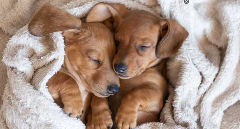 Día Mundial del Perro: un llamado a la conciencia ante el abandono y el maltrato animal 5 perros2 - 4