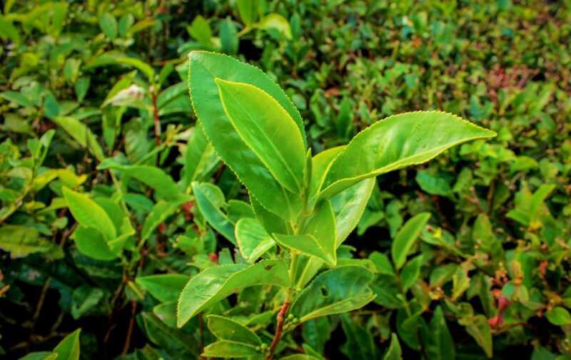 El té argentino obtuvo el sello de Indicación Geográfica 4 plantas de te - 3