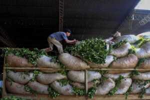 economía agro misiones