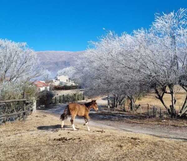 Imagen de WhatsApp 2025 08 04 a las 19.21.13 69137fbe e1754346167351 - 2
