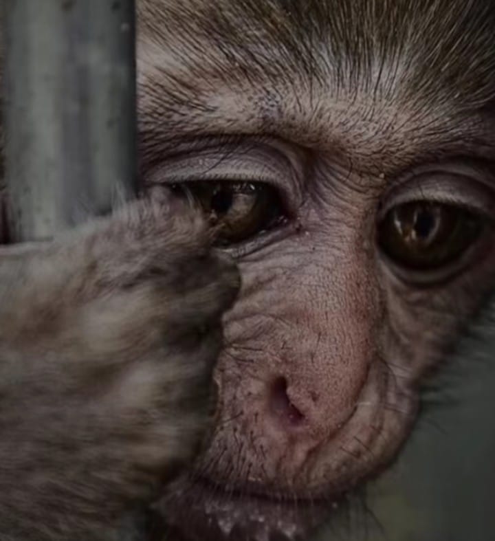 OHANA presenta la campaña “Todos por la Biodiversidad” 3 Los animales que llegan a OHANA suelen presentar lesiones graves.