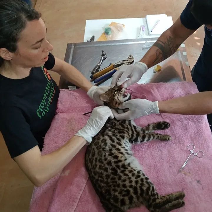 OHANA presenta la campaña “Todos por la Biodiversidad” 2 OHANA trabaja con un equipo interdisciplinario.