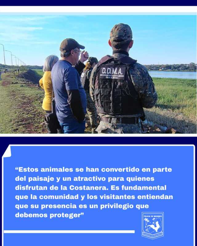 Carpinchos en la Costanera de Posadas: atractivo natural que impulsa el turismo y conciencia ambiental 6 carpinchos 1 - 5