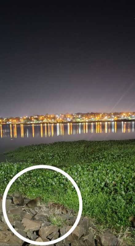 Carpinchos en la Costanera de Posadas: atractivo natural que impulsa el turismo y conciencia ambiental 2 carpinchos 3 - 1