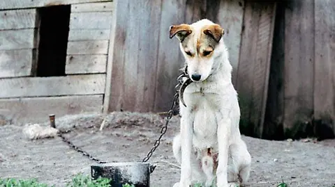 Avanza la creación del primer Juzgado de Protección Animal en Misiones 3 El informe del IPEC invita a reflexionar sobre la forma en que las personas se vinculan con los animales.
