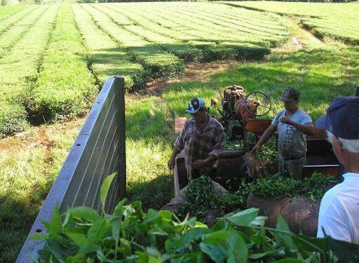 Tealeros rechazaron oferta de la industria y anticipan que el Agro deberá fijar precio productor de te