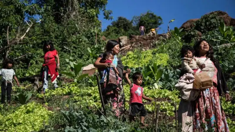 Pueblos originarios de Misiones esperan el plebiscito de la Ley 4000 desde hace décadas Comunidad y Cultura Mbya Guarani 1280x720 1 - 1